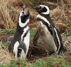 Magellanic Penguins at Otway Sound, Chile (5521312980)
