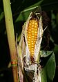 Maize J7