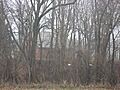 Martin Shaub Mill Site-House
