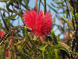 Goldfields Bottlebrush Facts For Kids