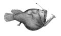 Melanocetus murrayi (Murrays abyssal anglerfish)