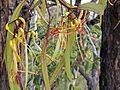 Mistletoe Muellerina eucalypoides 1