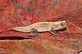 Montagne d'Ambre leaf chameleon (Brookesia tuberculata) male 2