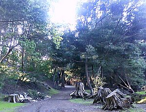 Municipal Forest of Pichilemu