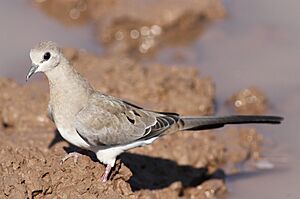 Namaqua dove, Oena capensis, at Mapungubwe National Park, Limpopo, South Africa (18085767542).jpg