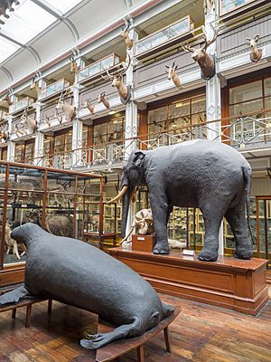 National Museum of Ireland - Natural History elephant and walrus