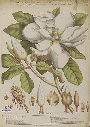 Naturalis Biodiversity Center - L.0939500 - Ehret, G.D. - Magnolia altissima - Artwork