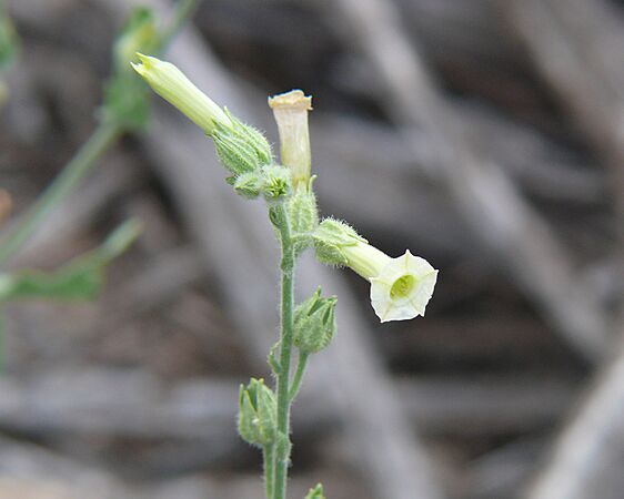 Nicotiana obtusifolia