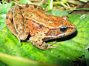 Northern red legged frog rana aurora amphibia.jpg