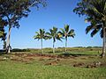Oahu-Kukaniloko-centralstones&palms