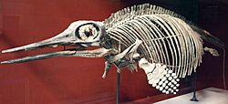 OphthalmosaurusIcenius-NaturalHistoryMuseum-August23-08.jpg