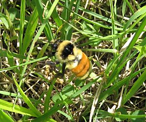 Orange-belted Bumblebee