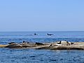 Orcas and Seals at Dionisio
