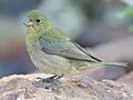 Painted Bunting Female by Dan Pancamo