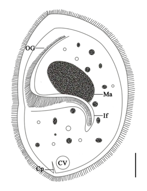 Parasite180015-fig3 Sicuophora multigranularis (Armophorea, Clevelandellida)
