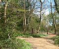 Path through Blundells Copse (geograph 3938510) cropped