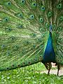 Peacock with outspread plumes