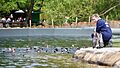 Penguins (28562592818)