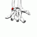 Pisiform bone (left hand) - animation03