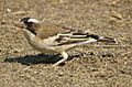 Plocepasser mahali -Etosha National Park, Namibia -juvenile-8