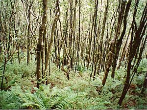 Pomaderris aspera forest - Wilsons Promontory December 1997.jpg