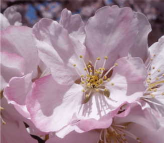Prunus sargentii flower detail