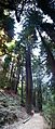 Redwood tree in Oakland California (person for comparison)IMG 4881