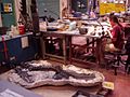 Royal Tyrell fossil lab
