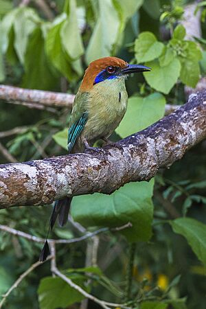 Russet-crowned Mot-mot - Mexico S4E8487.jpg