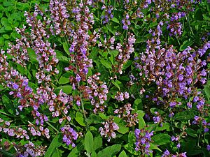 Salvia officinalis 001