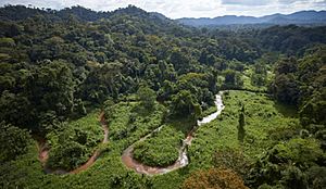 Selva tropical en la biosfera de el rio plátano Honduras