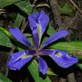 Short-stem Iris (Iris brevicaulis), photographed on 12 May 2020, in Polk County, Texas, USA, by William L. Farr