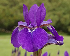 Siberian Iris Iris sibirica Flower Closeup 2520px