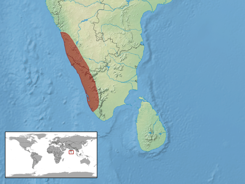 Sphenomorphus dussumieri distribution (RDB)