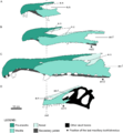 Spinosaurid cranial remains diagram