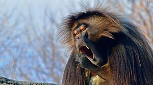 Spinus-gelada-2014-11-n020631-w