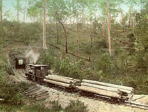 StateLibQld 2 239688 View of the locomotive approaching the tunnel on the Canungra Sawmill tramway.jpg