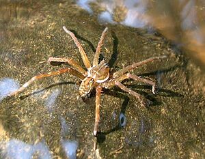 Stream spider