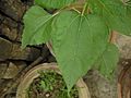 Sunflower Leaf- Helianthus