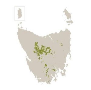 Tasmanian distribution of E. coccifera