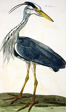 The Heron by Peter Mazell after Peter Paillou