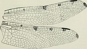 The biology of dragonflies (Odonata or Paraneuroptera) (1917) (19761533863).jpg