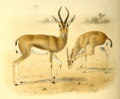 The book of antelopes (1894) Gazella dorcas