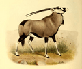 The book of antelopes (1894) Oryx gazella