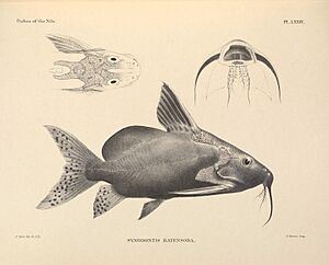 The fishes of the Nile (Pl. LXXIV) (6815508218).jpg