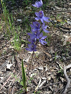 Thelymitra megacalyptra habit
