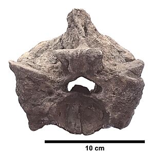Titanoboa paratype precloacal vertebra UF-IGM 2 edited with scale bar.jpg