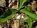 Trillium catesbaei