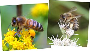 TwoBees