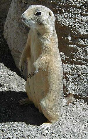 Utah.prairie.dog1